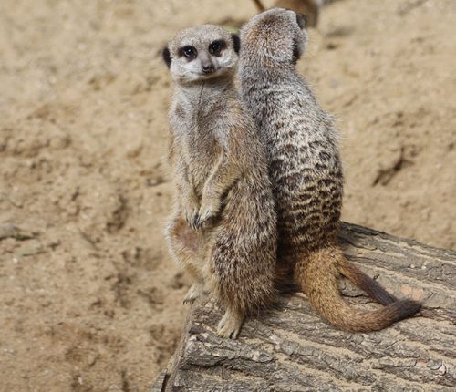 Slender-tailed Meerkat