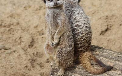 Slender-tailed Meerkat