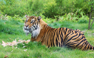 ZSL - London Zoo