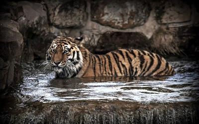 Yorkshire Wildlife Park