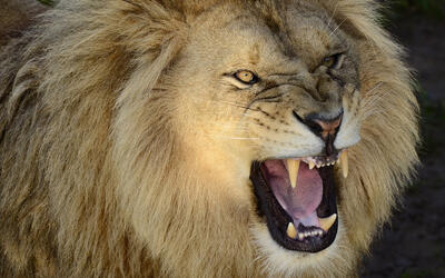 Yorkshire Wildlife Park