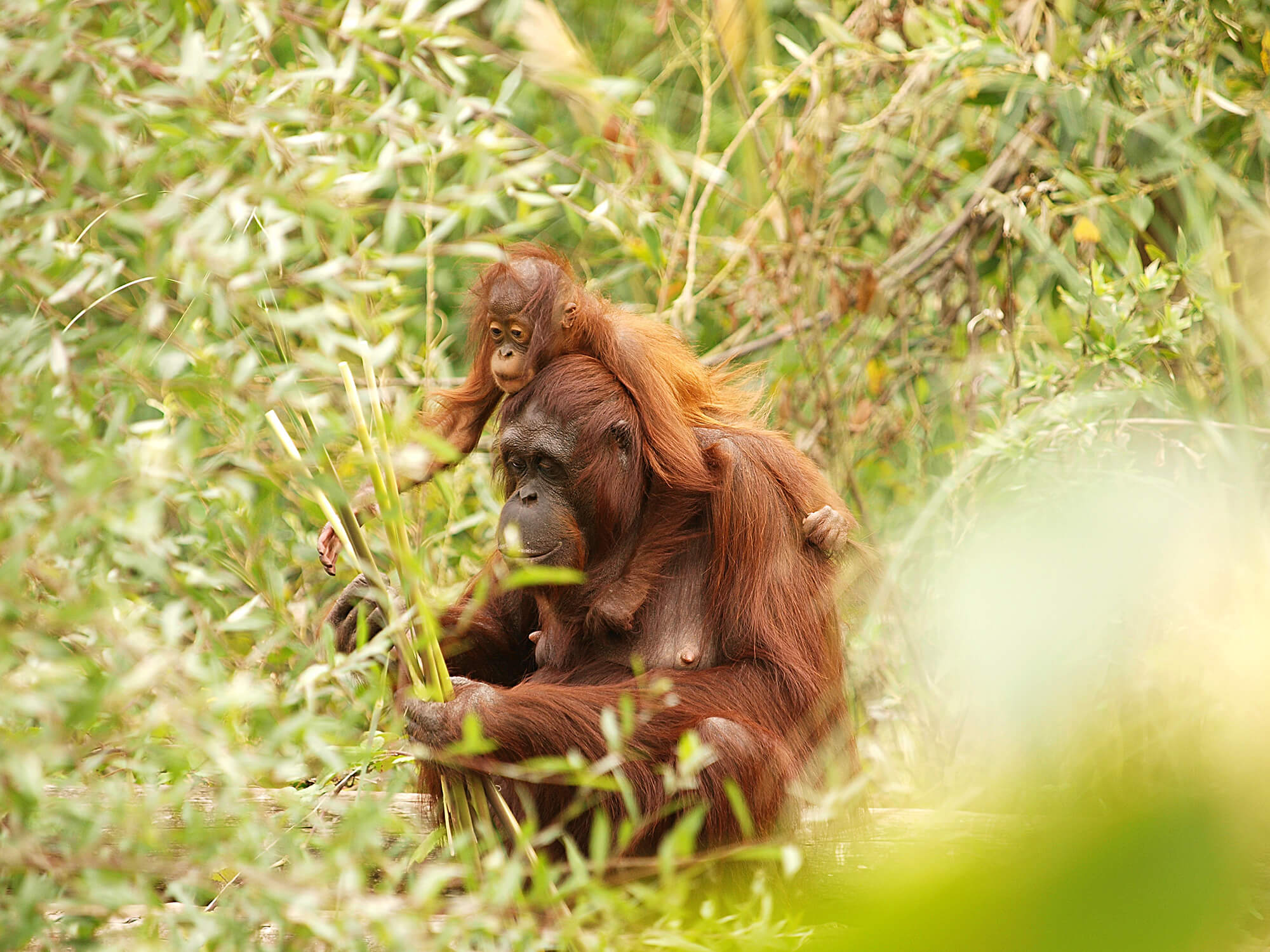 Accredited Associate