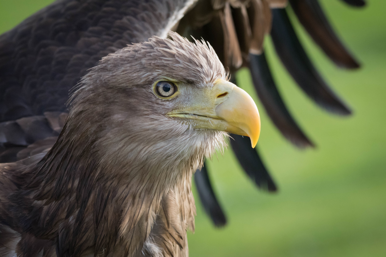 BIAZA Awards: Celebrating Excellence