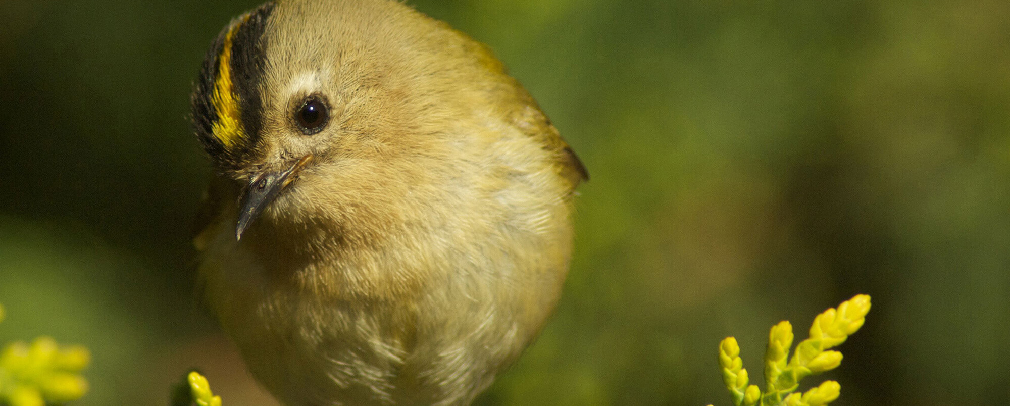 Educational Associate