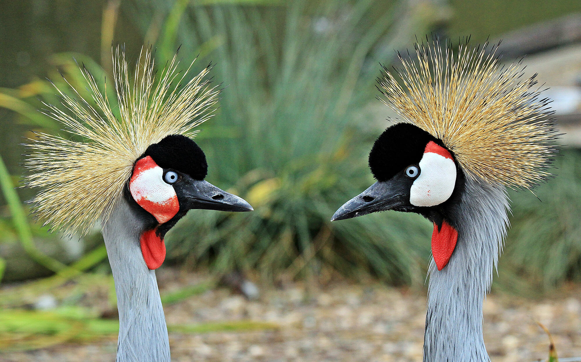 Professional Associate