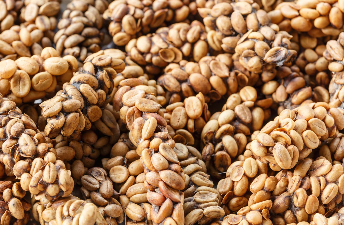 Civet Coffee beans