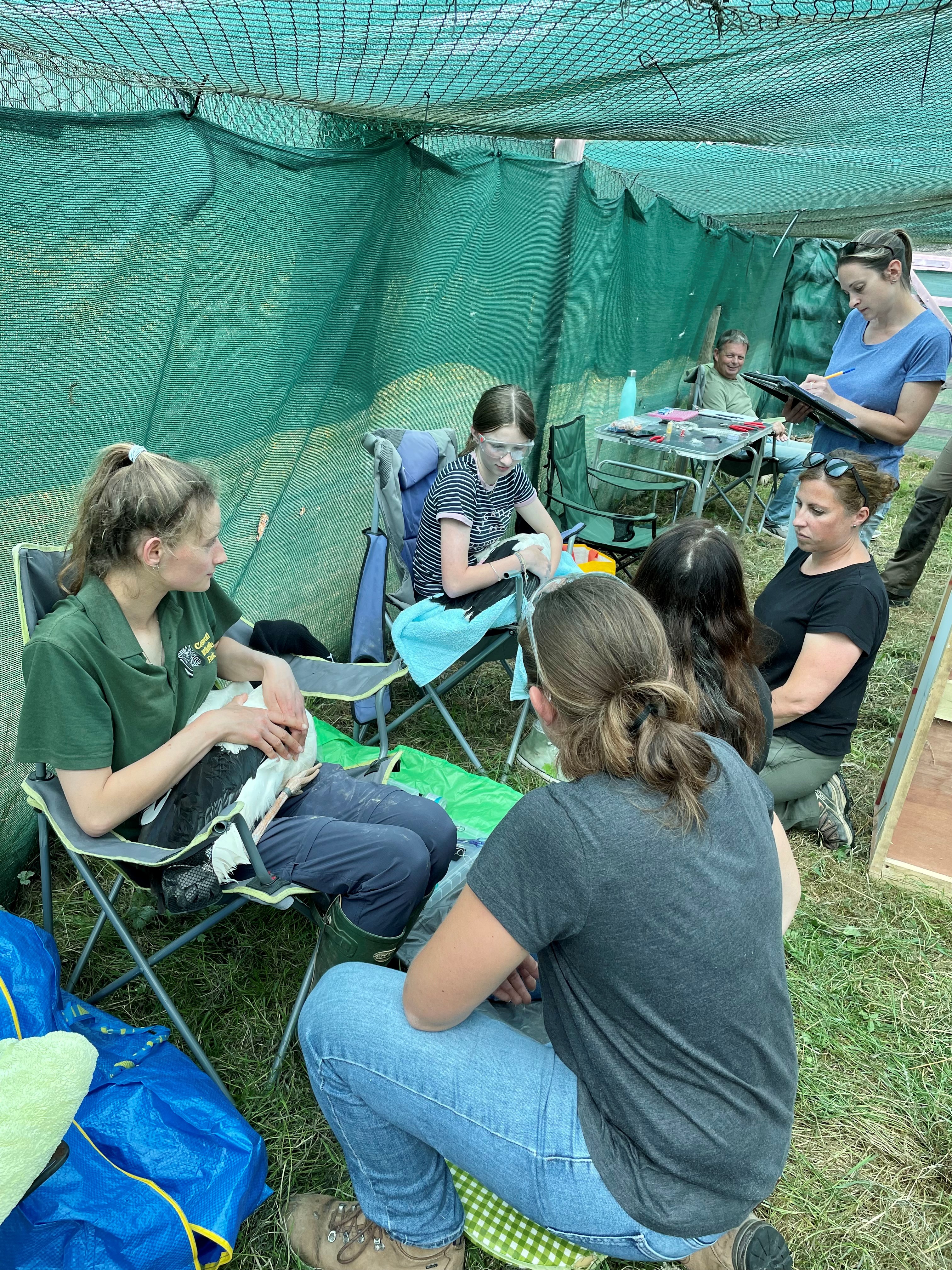 Ringing the white storks for monitoring